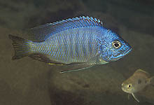 Den nyligt beskrevne Copadichromis chizumuluensis, som findes nær Chizumulu Island i Malawi, kendes også som C. sp. 'chizumulu blue'. Foto: A. Konings