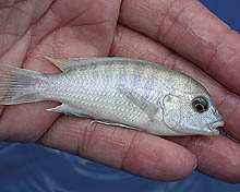 Labidochromis caerulus sp. 'blue white' fra Tumbi Reef i Tanzania eksporteres ind imellem. Hannerne har et blåligt skær, mens hunnerne er creme-hvide.