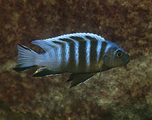 En anden nyopdaget art, Maylandia sp. 'kingsizei maimbwe' fra Masimbwe Islet (syd for Likoma Island) ligner M. pulpican, men er større. Foto: A. Konings