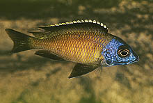 Placidochromis sp. 'mbamba', som angiveligt stammer fra Mbamba Bay i Tanzania, har en stærk orange farve på siden sammen med den typiske blå  farve. Foto: A. Konings