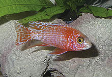 Aulonocara Ruby Crystal, fra fiskefarme i Fjernøsten, er en albonoform, som synes at være en hybrid af flere arter. De bliver solgt som små og behandles med hormoner for at få de voksnes farver frem.