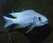 'Ghost'-hanner af denne variant, der stammer fra europæisk selektiv avl af 'Iceberg Electric Blue Ahli' (Sciaenochromis fryeri), fremviser en næsten helt hvid farve ved parring. Foto: F. Callegari