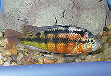 Paralabidochromis sp. 'rock kribensis' findes på adskillige steder rundt om søen. Her den ugandiske form, som er mindre grøn og har stærkere vandrette linier end den kenyanske form.