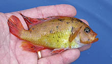 Denne smukke fisk, som er en ukendt form af 'Haplochromis' sp. 'redfin piebald', sælges som Lemon Firefin.