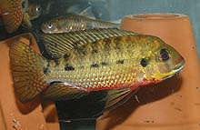 Tilapia Tholloni er en farverig og fredelig art. Den importeres og opdrættes uregelmæssigt, og kan sommetider findes i sendinger af Pelmatochromis nigrofasciatus fra Congo. Foto: A. Bornstein