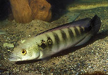 Crenicichla lenticulata, som stammer fra Rio Orinoco, er en stor og smuk geddecichlide, som fås mere hyppigt fra importørerne. Foto: O. Lucanus