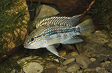 Apistogramma sp. 'galaxy' er en af de mange nye arter, fundet i det peruanske Amazon-område. Foto: A. Lucanus