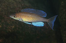 Denne Cyprichromis pavo, som ofte sælges som C. microlepidotus, er fotograferet nær Kasanga i Tanzania af A. Konings.