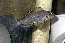 Xenotilapia sp. 'papilio sunflower', som også fanges i Tanzania (Kerenge Island nær Kipili), fås uregelmæssigt.