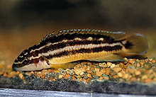 Denne Julidochromis ornatus Bemba, som er fanget i det nordlige Congo, er en sjælden eksportartikel.