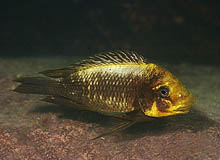 Adskillige Petrochromis-arter er blevet populære på det seneste. Her en P. ephippium fra Kantalamba i Tanzania. Foto: A. Konings