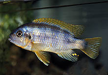 Petroltilapia sp. 'chitimba', som eksporteres fra det nordlige Malawi, viser ofte flotte, brede striber og er normalt meget territorial.