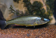 Denne fisk, som blev importeret fra Malawi for to år siden, sælges som Dimidiochromis dimidiatus, og kan stadig nå at vise sig at være en ny og ukendt art.