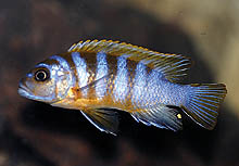 Denne nye 'zebra'-type, som fanges ved Gallireya Reef og sælges som Maylandia sp. 'long pelvic hara zebra', har interessante farver.