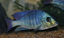 Myliochromis cf. sphaerodon fra Tanzania, som kun eksporteres sporadisk, kan nu fås fra mange opdrættere. Hunner og ungfisk har klare, gul-orange brystfinner.