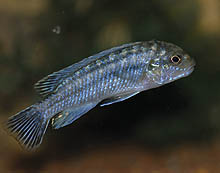 Mange arter af små mbunaer er stadig populære. Denne Labidochromis strigatus, der ofte sælges som L. flavigulis, er en af dem.