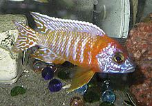 En af de nye, menneskeskabte varianter, Aulonocara 'Strawberry, er ikke set eller fanget i naturen.