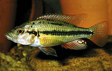 Haplochromis (Prognathochromis) perrieri, som oprindeligt kommer fra fredningsprogrammer og blev frigivet til akvarister for år tilbage, kan være vanskelige at finde nu. Foto: P. Loiselle