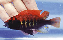 Haplochromis (Pundamilia) nyererei, som stadig opdrættes af Haplochromis Study Group i Leiden, Holland, er meget farverig i sin vilde form. Foto: O. Seehausen