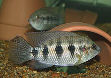 Den hulelegende Thysochromis ansorgii fås fra private opdrættere og i sendinger fra Nigeria. Hunnerne har, som på billedet, en skinnende plet over gattet. Foto: A. Bornstein