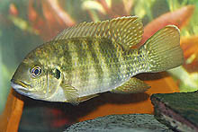 En velkommen eksport fra Nigeria: Pelmatochromis buettikoferi er orange, gul og grøn. De sædvanlige 'Pelmato'-pletter vandrer nedad som fisken ældes. Her en voksen hun. Foto: A. Bornstein