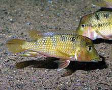 Geophagus crassilabris, som stammer fra Panama og sjældent eksporteres, ligne G. steindacheri, men bliver meget større. Foto: A. Lucanus