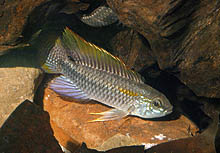 Apistogramma pulchra, som oprindeligt stammer fra Rio Madeira-området i Brasilien, har en klar, orange halefinne og er i familie med A. agassizi. Foto: A. Lucanus