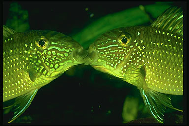 Satanoperca leucosticta (Foto: Jørgen Jørgensen)