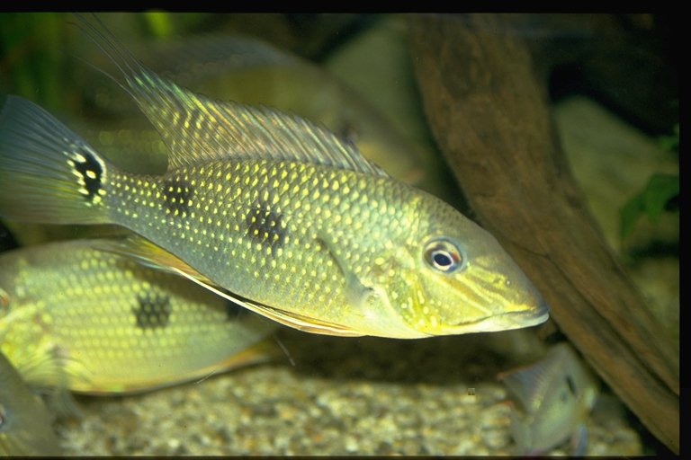 Satanoperca daemon (Foto: Alf Stalsberg)