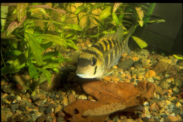 Her ser man en Bujurquina sp. med æggene på et blad