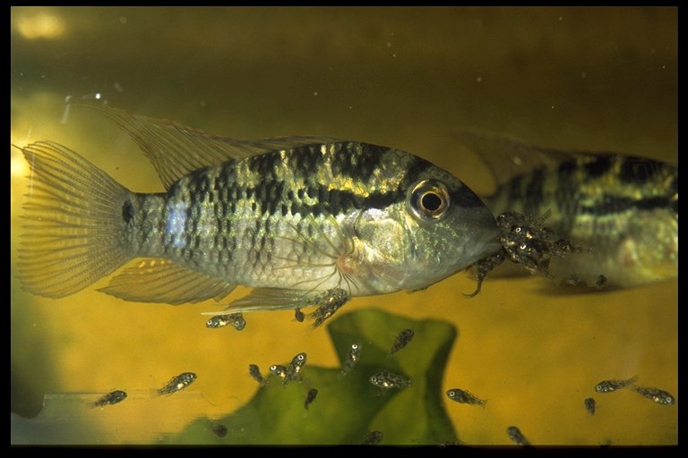 Bujurquina sp. vitatus