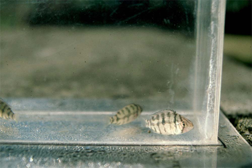 Små Mazarunia mazarunii i fotoakvariet