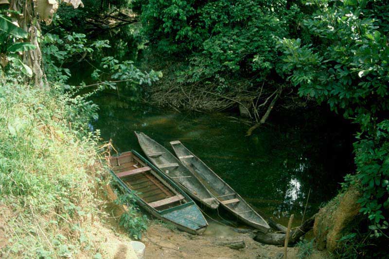 Biotopen i Kanawee Creek, hvor jeg indsamlede mine Mazarunia