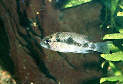 En af de små Mazarunia, som kom med hjem