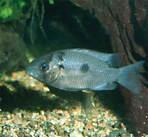 En voksen han af Mazarunia mazarunii i godt humør