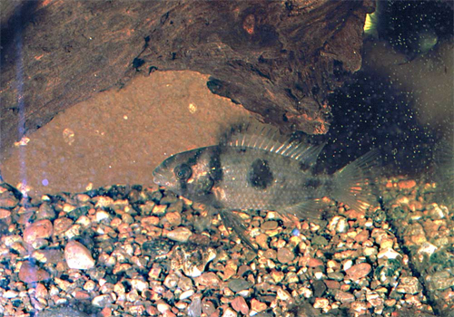 Et kuld fodres med Artemia