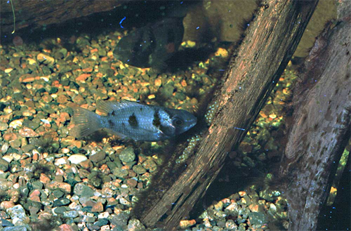 En hun bevogter æg afsat på en rod