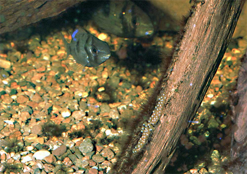 Når jeg kom med kameraet, stod fiskene i baggrunden og holdt øje med mig