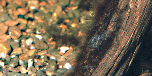 Nyklækkede unger med blommesæk hænger på roden