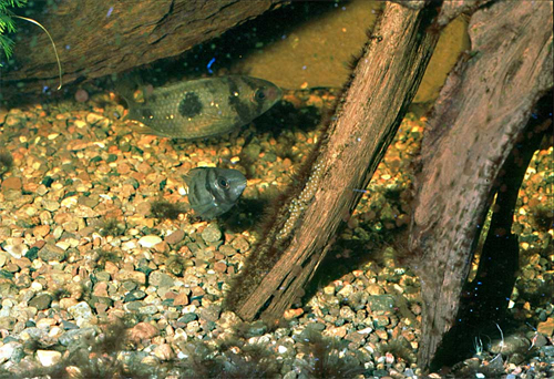 Et par bevogter æggene