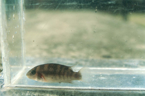 Indianerne i Kamarang kalder fisken Red Patwa