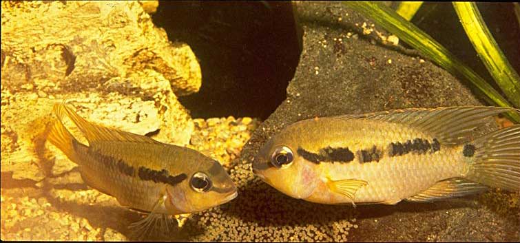 Et par Krobia guianensis, der bevogter æg.