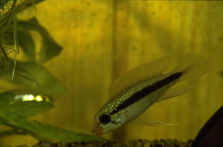 Apistogramma iniridae