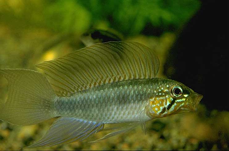 Apistogramma sp. 'Blutkehl'