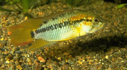 Apistogramma viejita I