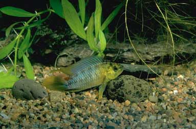 Apistogramma borelli