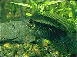 Laetacara curviceps med unger