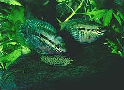 Et par Laetacara dorsigera med æg