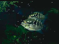 Et par Laetacara flavilabris med unger