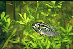 Hun af Laetacara sp. 'Buckelkopf'